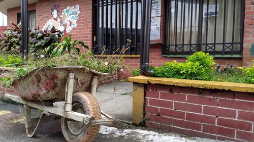 Potted plant on wall of building