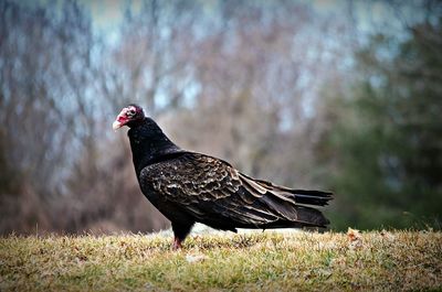 Close-up of bird on grass