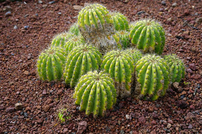 High angle view of succulent plant on field