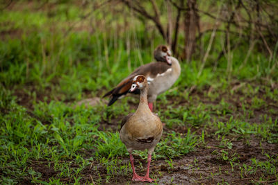 Duck on grassy field