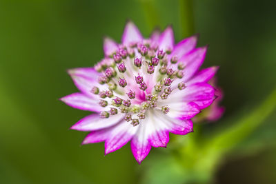 Close-up of purple flower