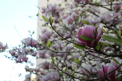 Low angle view of flowers on tree