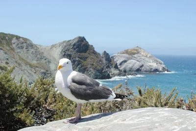 Seagull perching on rock by sea against clear sky