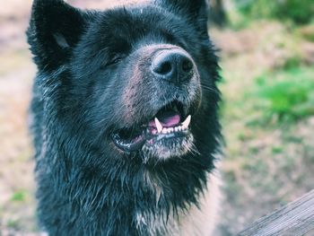 Close-up of black dog