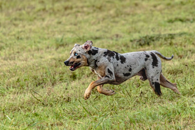 Catahoula