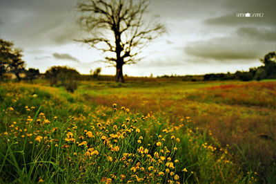 Scenic view of grassy field against cloudy sky