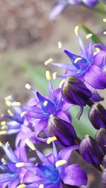 Close-up of purple flowers blooming outdoors