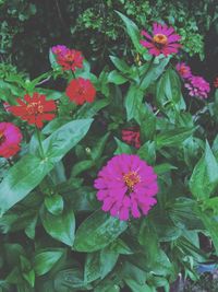 Close-up of flowers blooming outdoors