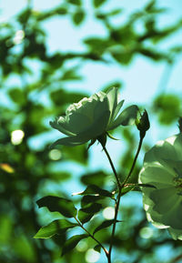 Close-up of flower buds growing on plant