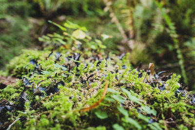 Close-up of moss on land