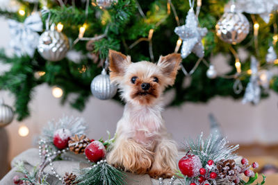 Yorkshire terrier in a wooden box under christmas tree. cute dog in holiday atmosphere