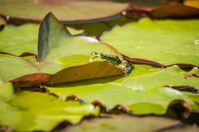 Close-up of leaves floating on water