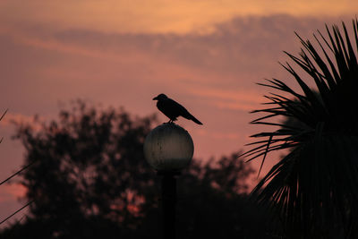 Silhouette bird perching on a tree