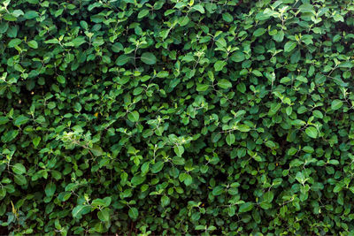 Full frame shot of ivy growing on land