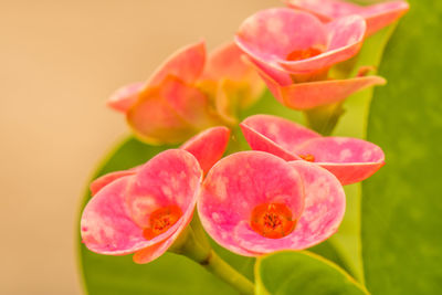 Close-up of pink flowering plant