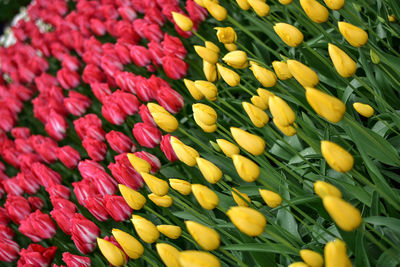 Full frame shot of yellow flowering plants