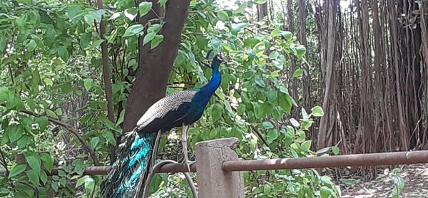 Bird perching on a tree