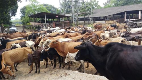 Cows standing in a park