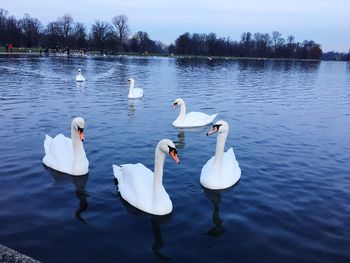 Swans swimming in lake