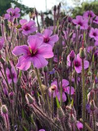 Close-up of pink flowering plants on field