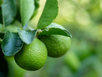 Close-up of fruit growing on tree