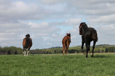 Horses running on field against sky