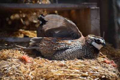 Close-up of birds nesting