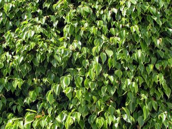 Full frame shot of green leaves