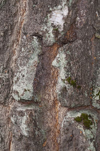 Close-up of lichen on tree trunk