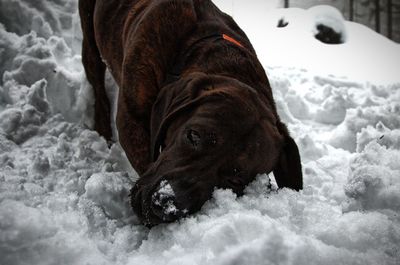Close-up of dog lying in snow