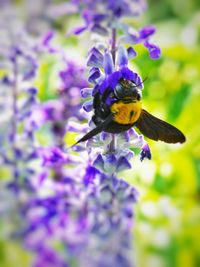 Close-up of bee on purple flower