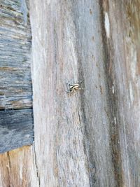 Close-up of insect on tree trunk