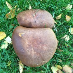 Close-up of mushroom growing on grassy field