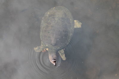 High angle view of duck swimming in lake