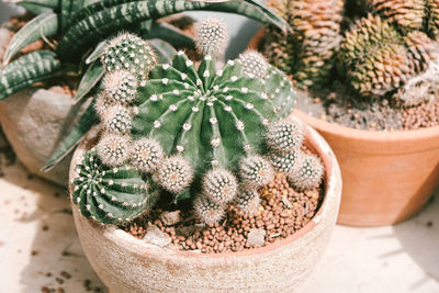 Close-up of potted plant on table