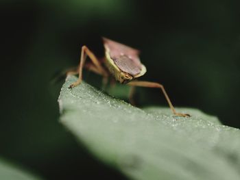 Close-up of insect on leaf