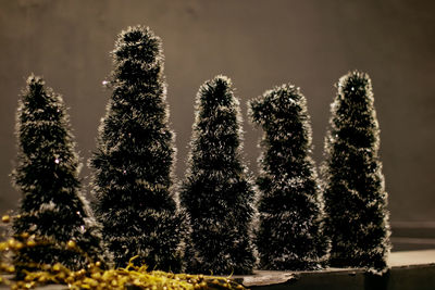 Close-up of succulent plant on field