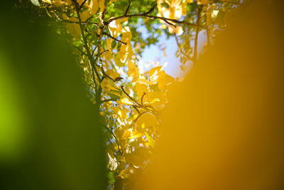 Close-up of yellow flowering plant