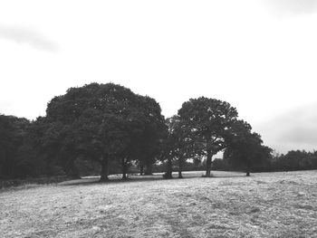 Trees in front of field against sky