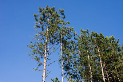 Low angle view of trees against clear blue sky