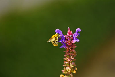 Close-up of insect pollinating on purple flower