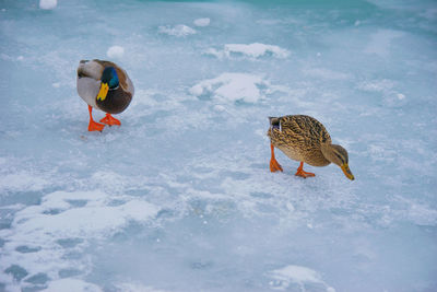 High angle view of ducks on frozen lake