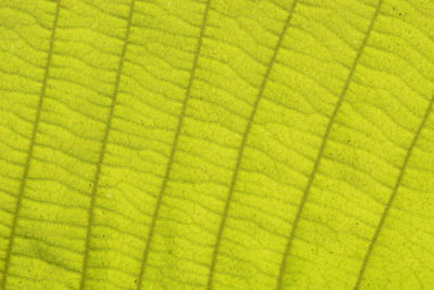 Full frame shot of yellow leaf