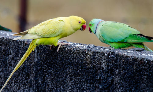 Close-up of parrot perching