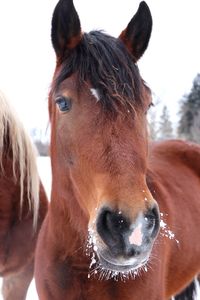 Close-up portrait of horse