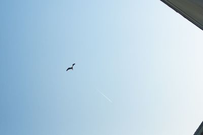 Low angle view of birds flying against clear blue sky