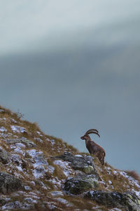 Ibex on mountain against cloudy sky