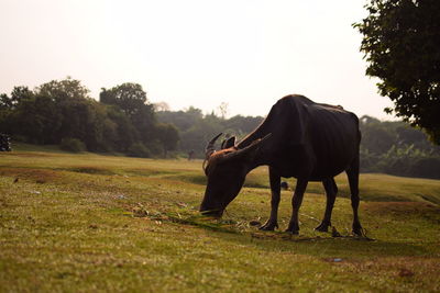 Horses on field