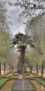 Trees against cloudy sky