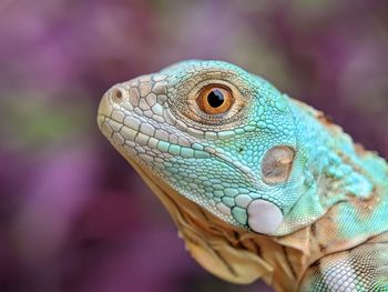 Close up of iguana